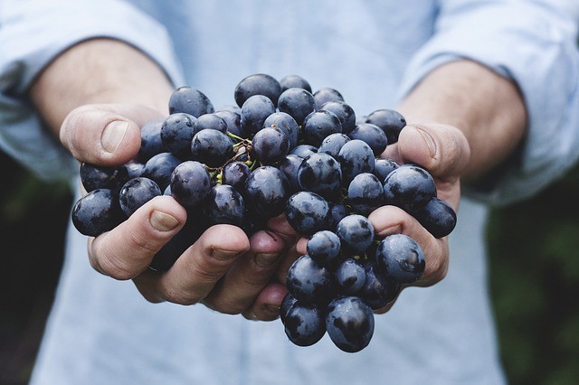 Fresh Grapes, What the Health Documentary