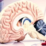 el cerebro y la ciencia detrás de la adición