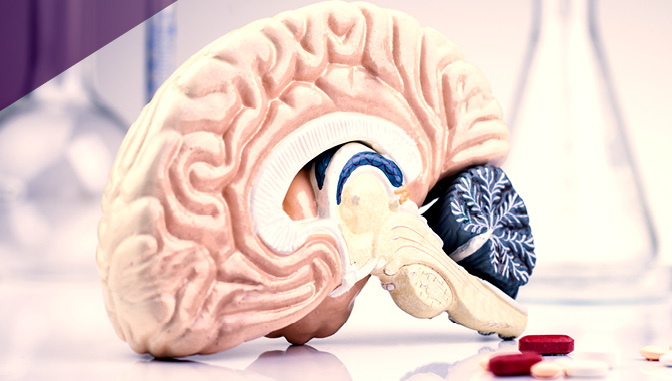 el cerebro y la ciencia detrás de la adición